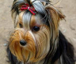 yapboz Yorkshire Terrier Yorkshire, İngiltere eyaletinde on dokuzuncu yüzyılda geliştirilmiş bir küçük köpek